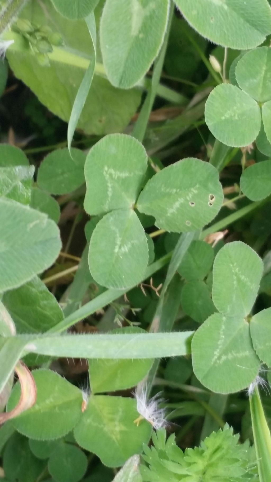 Trifolium pratense (Fabaceae)